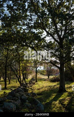 Europa, Danimarca, Bornholm, Aakirkeby. Un muro storico di pietra in un piccolo boschetto. Foto Stock