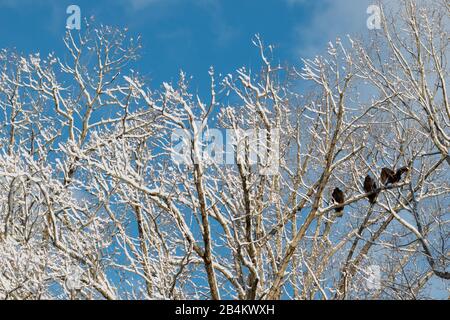 Tre avvoltoi appollaiati in una cima innevata. Foto Stock