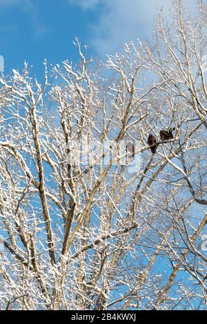 Tre avvoltoi appollaiati in una cima innevata. Foto Stock