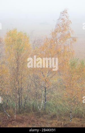 Europa, Danimarca, Bornholm. Un gruppo di giovani birches si erge sul bordo della palude Ã˜lene coperta dalla nebbia. Foto Stock