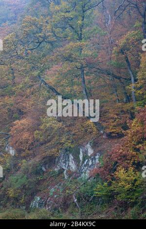 Europa, Danimarca, Bornholm. Crepuscolo e foglie d'autunno nel misty eccodal. Foto Stock