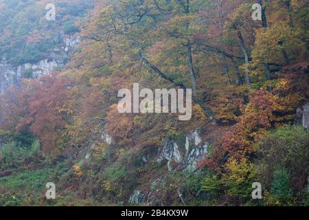 Europa, Danimarca, Bornholm. Crepuscolo e foglie d'autunno nel misty eccodal. Foto Stock