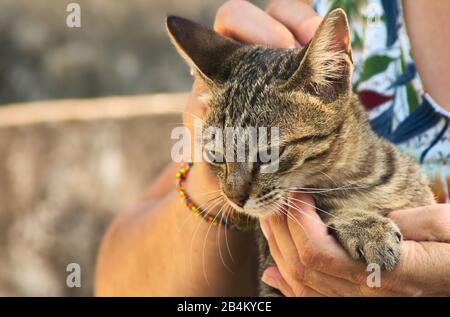 Giovane gatto castano vagante che viene accarezzato mentre è tenuto in braccio da una donna. Foto Stock