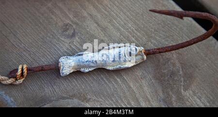 Mostra, Shark Museum, Islanda, Europa Foto Stock