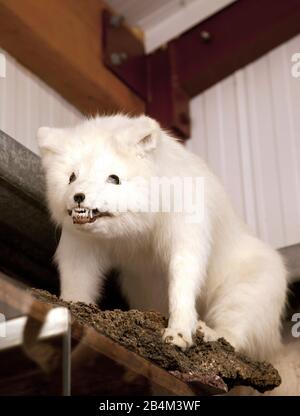 Mostra, Shark Museum, Islanda, Europa Foto Stock