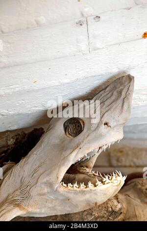 Mostra, Shark Museum, Islanda, Europa Foto Stock