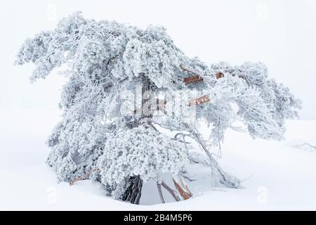 Germania, Baden-Württemberg, Foresta Nera, in palude sulla Hornisgrende. Foto Stock