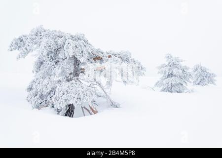 Germania, Baden-Württemberg, Foresta Nera, in palude sulla Hornisgrende. Foto Stock