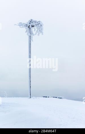 Germania, Baden-Württemberg, Foresta Nera, Hornisgrende, tronco di abete rosso capovolto al Grindehütte. Foto Stock