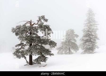 Germania, Baden-Wuerttemberg, Parco Nazionale della Foresta Nera, alta strada della Foresta Nera, Schliffkopf, alberi nella nebbia Foto Stock