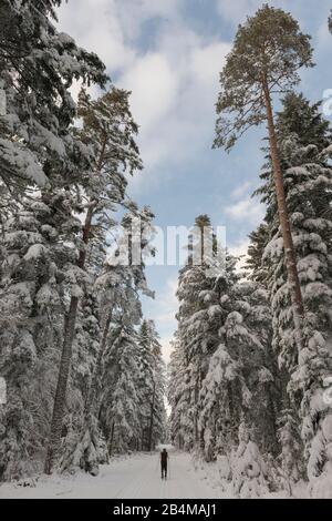 Germania, Baden-Wuerttemberg, Foresta Nera, Agenbach, sci di fondo da dietro sulle piste da sci di fondo in un paesaggio invernale innevato Foto Stock