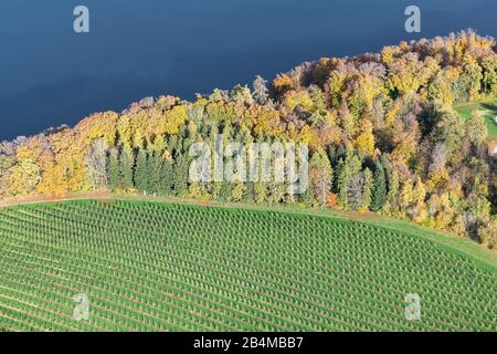 Germania, Baden-Württemberg, vigneto e foresta colorata sulla riva del Lago di Costanza in autunno dall'alto Foto Stock