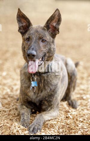3 Anni Brindle Dutch Shepherd Maschio Cane Sdraiato Foto Stock