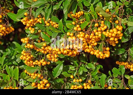 Botanica, spina di mare, Hippophae rhamnoides, arbusto, vitamina C, Foto Stock