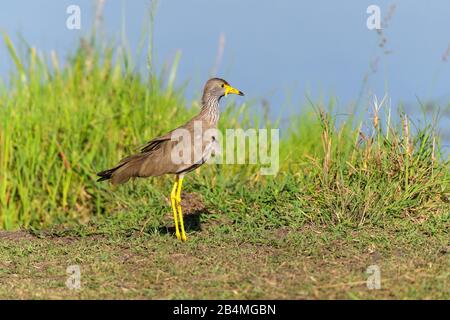 Wattled africana pavoncella, Vanellus senegallus, il Masai Mara riserva nazionale, Kenya, Africa Foto Stock