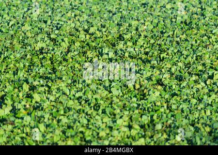 Vasca Coperta con acqua lattuga, Masai Mara riserva nazionale, Kenya, Africa Foto Stock
