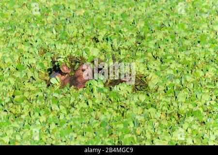 Ippopotamo, ippopotamo amphibus, in vasca coperta con acqua lattuga, Masai Mara riserva nazionale, Kenya, Africa Foto Stock