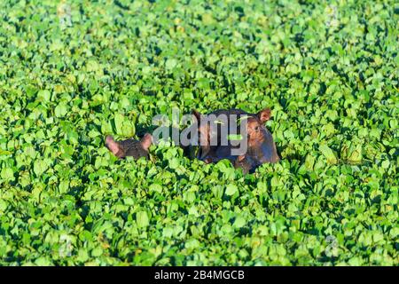 Ippopotamo, ippopotamo amphibus, in vasca coperta con acqua lattuga, Masai Mara riserva nazionale, Kenya, Africa Foto Stock