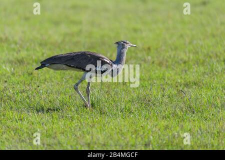 Kori bustard, Ardeotis kori, il Masai Mara riserva nazionale, Kenya, Africa Foto Stock