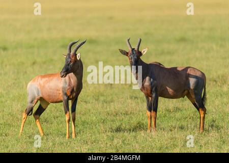 Topi antilope, Damaliscus lunatus, due animali, Masai Mara riserva nazionale, Kenya, Africa Foto Stock