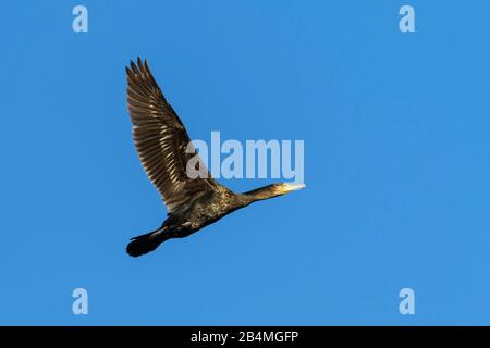 Grande cormorano nero, Phalacrocorax carbo, in volo Foto Stock