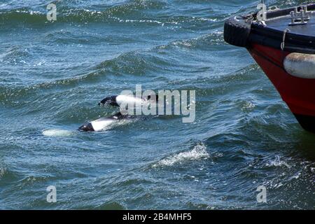 I Delfini di Commerson (Cephalorhynchus commercsonii) hanno avvistato a Port Stanley, le Falklands Foto Stock