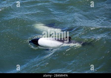 I Delfini di Commerson (Cephalorhynchus commercsonii) hanno avvistato a Port Stanley, le Falklands Foto Stock