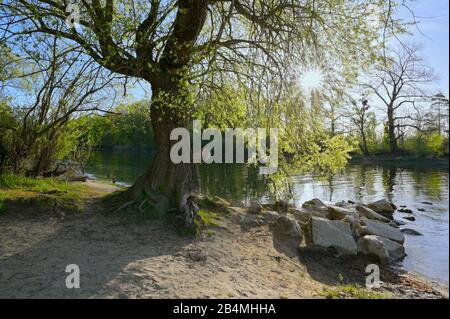 Grande vecchio salice vicino al fiume Argen, Langenargen, Lago di Costanza, Baden-Württemberg, Germania Foto Stock