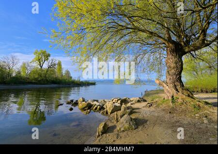 Grande vecchio salice vicino al fiume Argen, Langenargen, Lago di Costanza, Baden-Württemberg, Germania Foto Stock