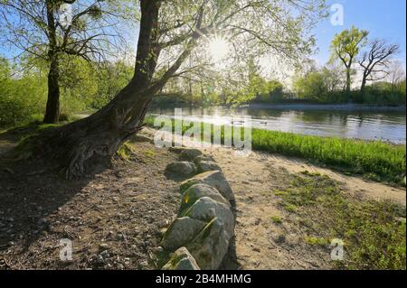 Grande vecchio salice vicino al fiume Argen, Langenargen, Lago di Costanza, Baden-Württemberg, Germania Foto Stock