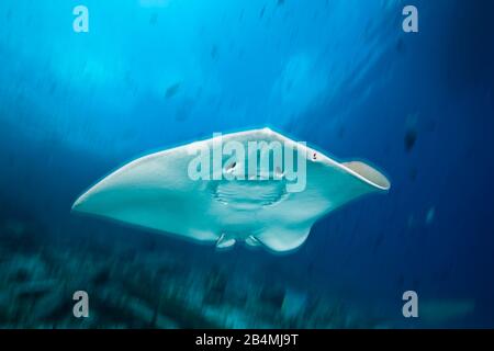 Whipray rosa, Pateobatis fai, North Male Atoll, Oceano Indiano, Maldive Foto Stock