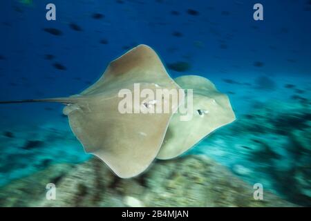 Whipray rosa, Pateobatis fai, North Male Atoll, Oceano Indiano, Maldive Foto Stock