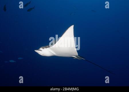 Raggio di aquila chiazzato, Aetobatus narinari, Felidhu Atoll, Oceano Indiano, Maldive Foto Stock