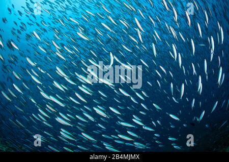 Secca di Neon, Fusilier Pterocaesio tile, Ari Atoll, Oceano Indiano, Maldive Foto Stock