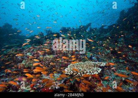 Lyretail Anthias Over Coral Reef, Pseudanthias Squamipinnis, South Male Atoll, Oceano Indiano, Maldive Foto Stock