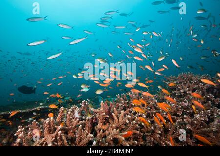 Lyretail Anthias Over Coral Reef, Pseudanthias Squamipinnis, South Male Atoll, Oceano Indiano, Maldive Foto Stock