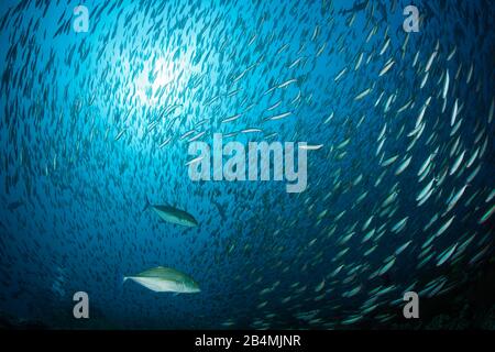 Secca di Neon, Fusilier Pterocaesio tile, Ari Atoll, Oceano Indiano, Maldive Foto Stock