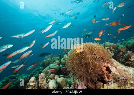 Maldive, Anemonefish Amphiprion nigripes, Rasdhoo Atoll, Oceano Indiano, Maldive Foto Stock