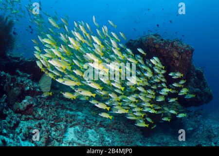 Secca di Bluestripe Snapper, Lutjanus kasmira, Ari Atoll, Oceano Indiano, Maldive Foto Stock