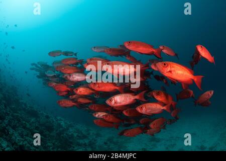 Secca di Crescent-coda di tonno obeso, Priacanthus hamrur, Ari Atoll, Oceano Indiano, Maldive Foto Stock