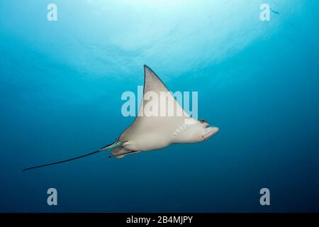 Raggio di aquila chiazzato, Aetobatus narinari, South Male Atoll, Oceano Indiano, Maldive Foto Stock