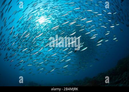 Secca di Neon, Fusilier Pterocaesio tile, Ari Atoll, Oceano Indiano, Maldive Foto Stock