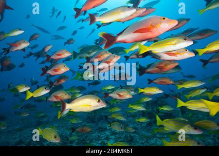 Humpback snapper e Bluestripe Snapper, Lutjanus gibbus, Lutjanus kasmira, Tahiti, Polinesia Francese Foto Stock