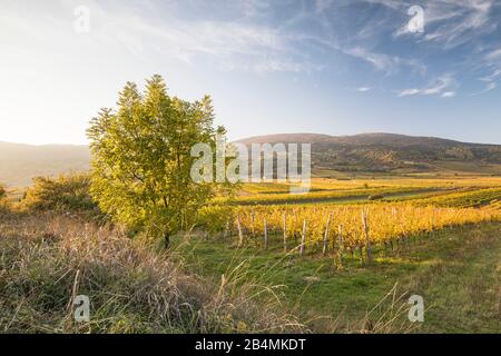 Weinanbaugebiet zwischen Gumpoldskirchen und Pfaffstätten mit Blick auf den Anninger, Niederösterreich, Österreich Foto Stock