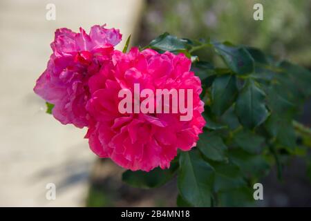 Bella grande fioritura di fiori di peonia rossa in autunno. Foto Stock