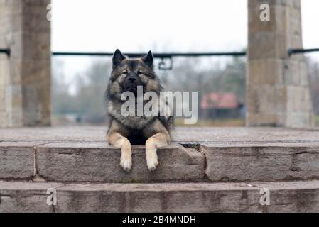 Un cane Eurasier si trova su un passo, razza tedesca cane. Foto Stock