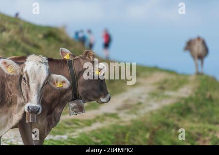 Estate in Baviera. Impressioni dai piedi delle Alpi: Escursione in montagna sulla Hörnle. Le mucche e gli escursionisti a libera gamma condividono il percorso. Foto Stock