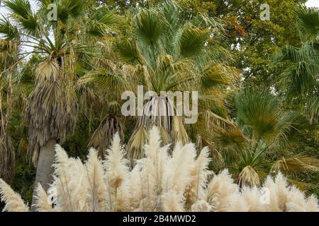 Bella fioritura Washingtonia filifera e Cortaderia selloana, comunemente noto come pampas erba. Foto Stock