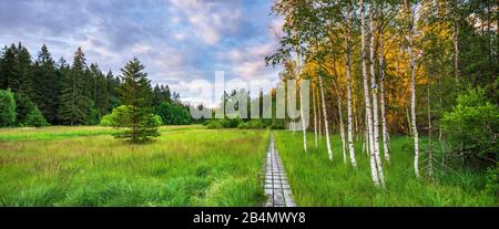 Germania, Baviera, Parco Nazionale della Foresta Bavarese, Bohlenweg attraverso il bosco rialzato con erba a dondolo alla luce della sera Foto Stock