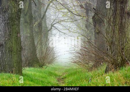 Sentiero stretto attraverso viale di vecchi tigli con nebbia in primavera, Burgenlandkreis, Sassonia-Anhalt, Germania Foto Stock